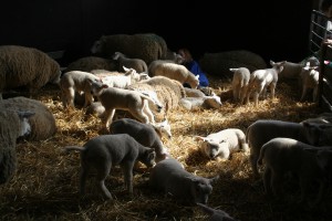 Lammetjedagen4